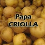 Papa-criolla1-150x150 ¿Qué PAPA utilizar?